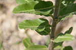 Pineland milkweed